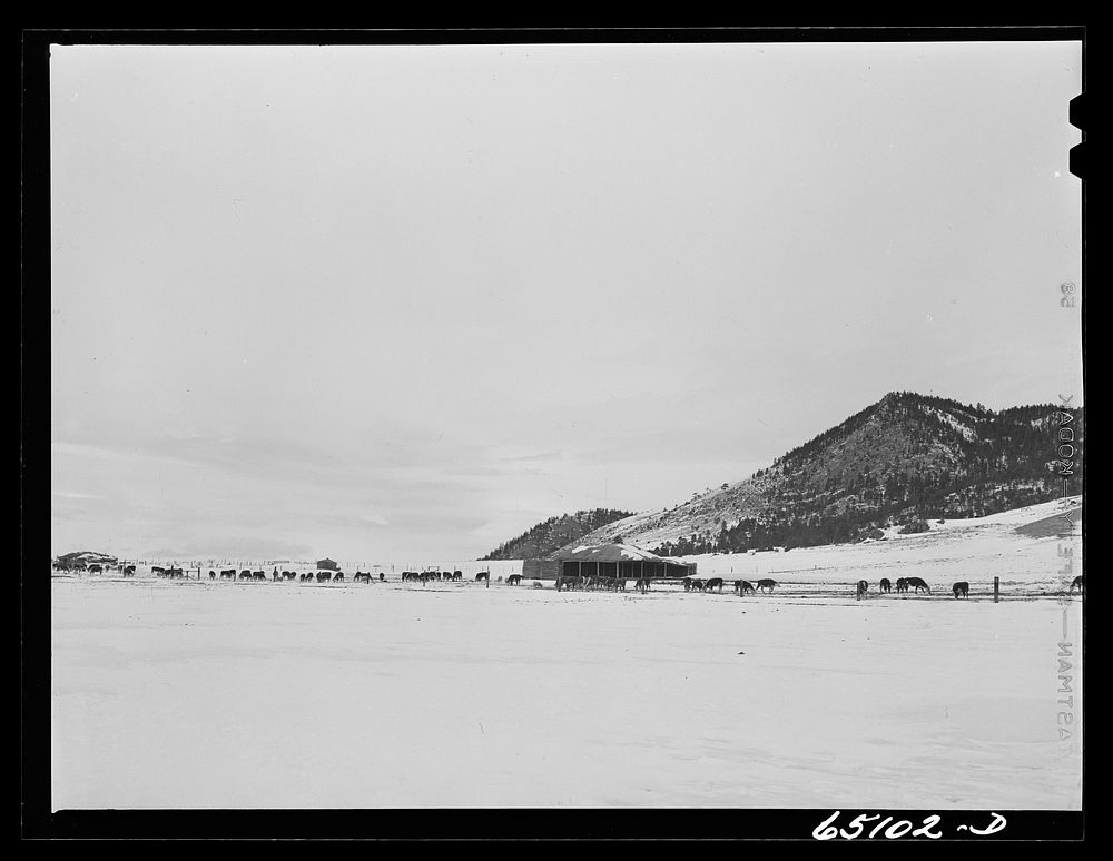 Lewis and Clark County, Montana. Winter feedlot on a ranch. Sourced from the Library of Congress.