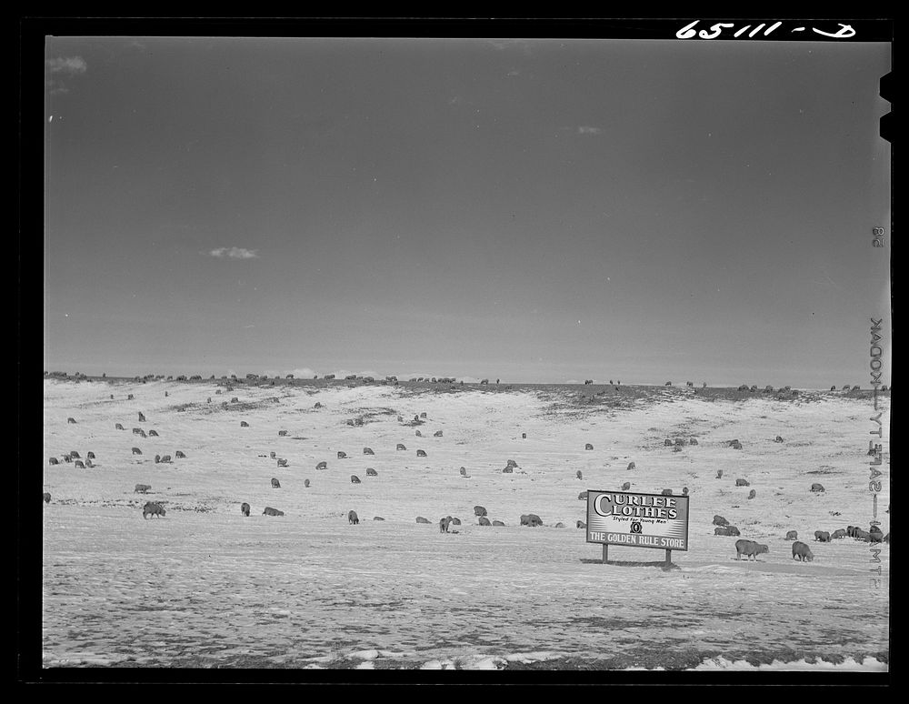 Wheatland County, Montana. Sheep. Sourced from the Library of Congress.