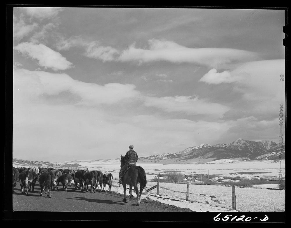 Park County, Montana. Moving cattle to another feedlot. Sourced from the Library of Congress.