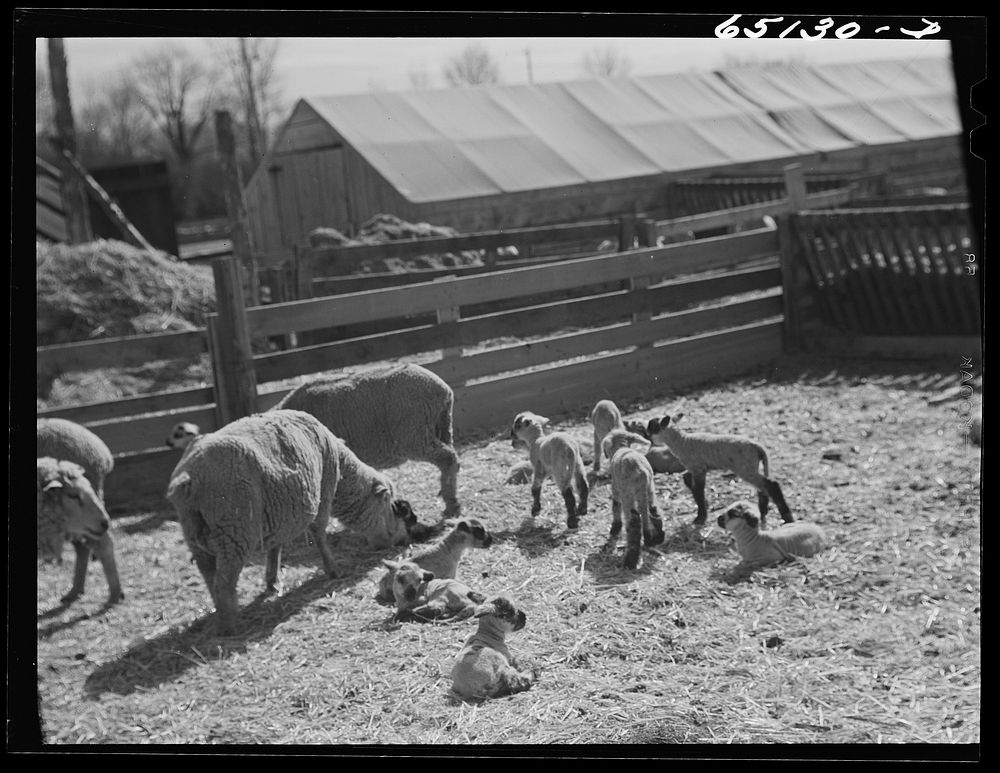 Beaverhead County, Montana. Sheep ranch of John Reed. Sourced from the Library of Congress.