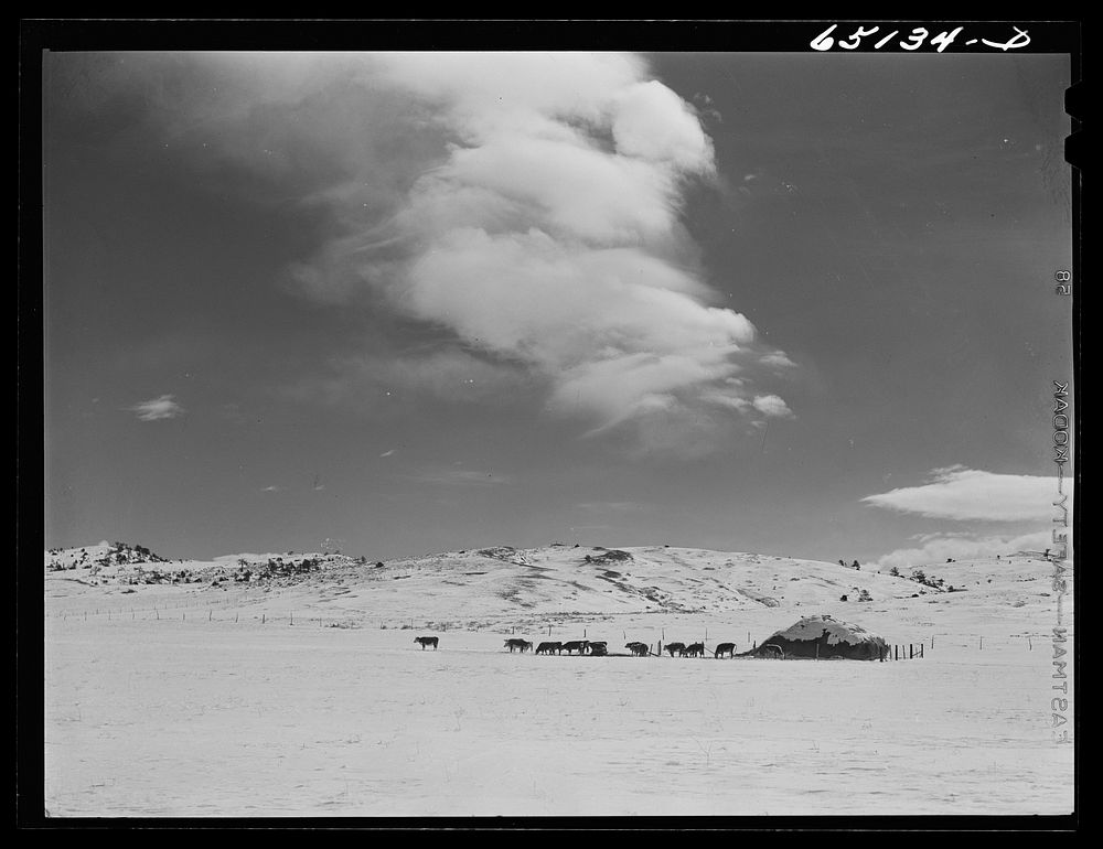Park County, Montana. Cattle feeding. Sourced from the Library of Congress.