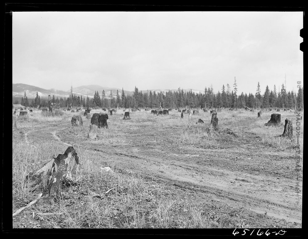 [Untitled photo, possibly related to: Flathead Valley special area project, Montana. Some of John Wardnow's land which he…