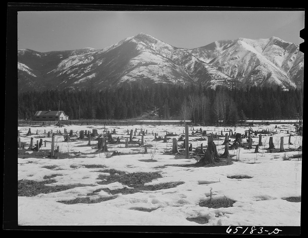 Flathead Valley special area project, Montana. Uncleared land, typical of Flathead Valley, where farmers from the drought…