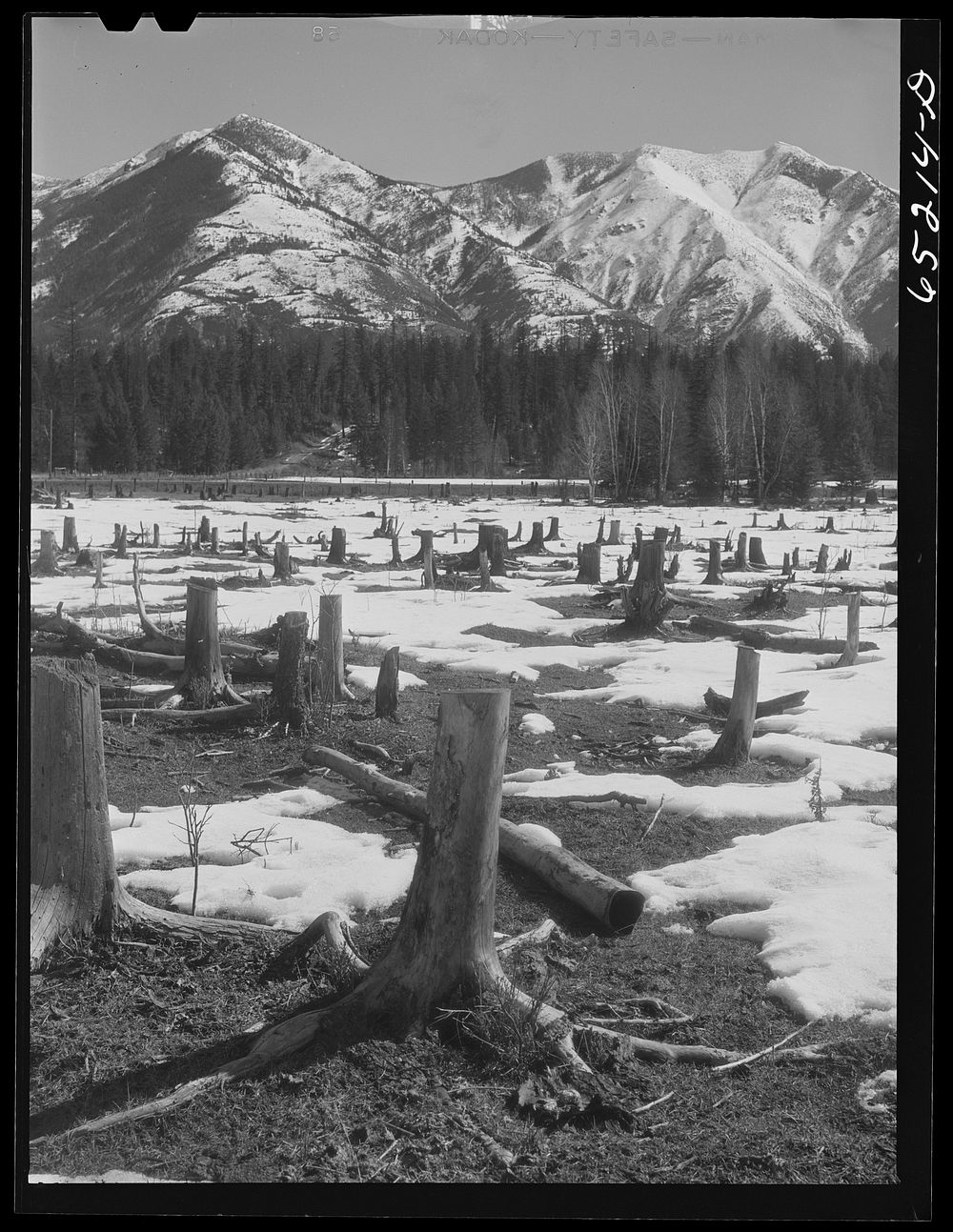 Flathead Valley special area project, Montana. Uncleared land, typical of Flathead Valley, where farmers from the drought…