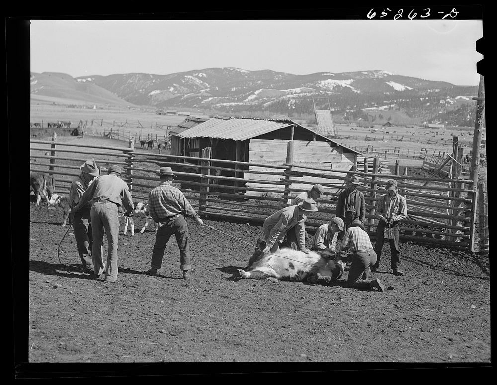 Bitterroot Valley, Montana. Dehorning a calf. Sourced from the Library of Congress.