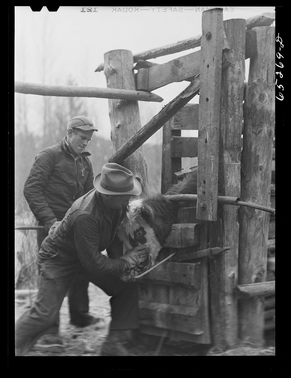 [Untitled photo, possibly related to: Beaverhead County, Montana. Dehorning cattle on Jenson's ranch]. Sourced from the…