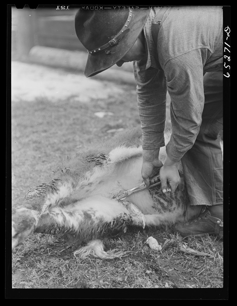 Bitterroot Valley, Montana. Castrating a calf. Sourced from the Library of Congress.