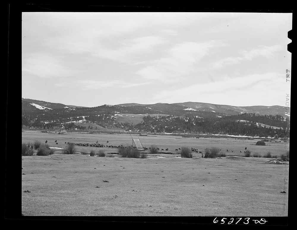 Bitterroot Valley, Ravalli County, Montana. Driving cattle for branding and dehorning. Sourced from the Library of Congress.