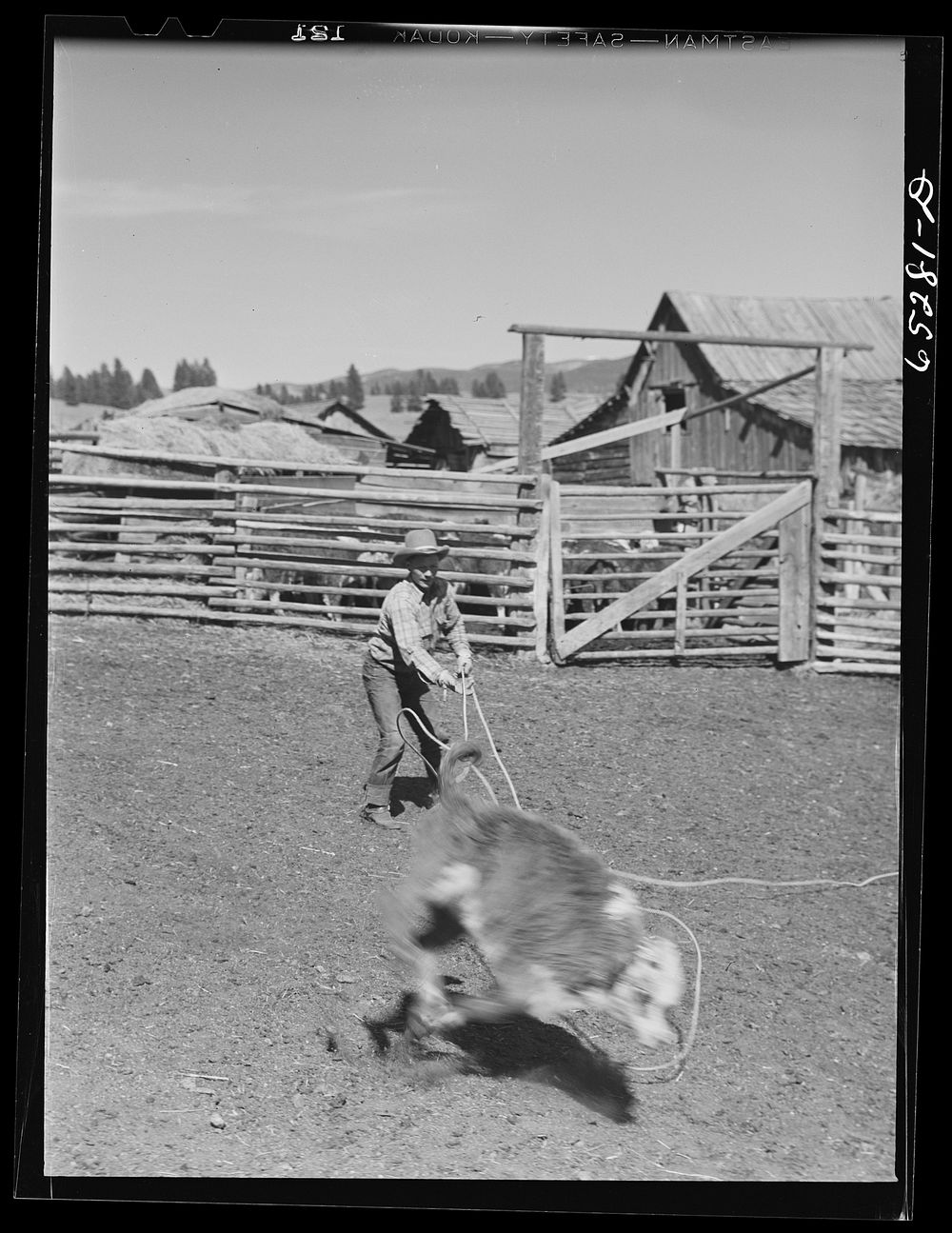 [Untitled photo, possibly related to: Bitterroot Valley, Montana. Roping a calf]. Sourced from the Library of Congress.