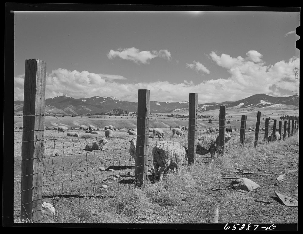 Ravalli County, Montana. Ewes during lambing season. Sourced from the Library of Congress.