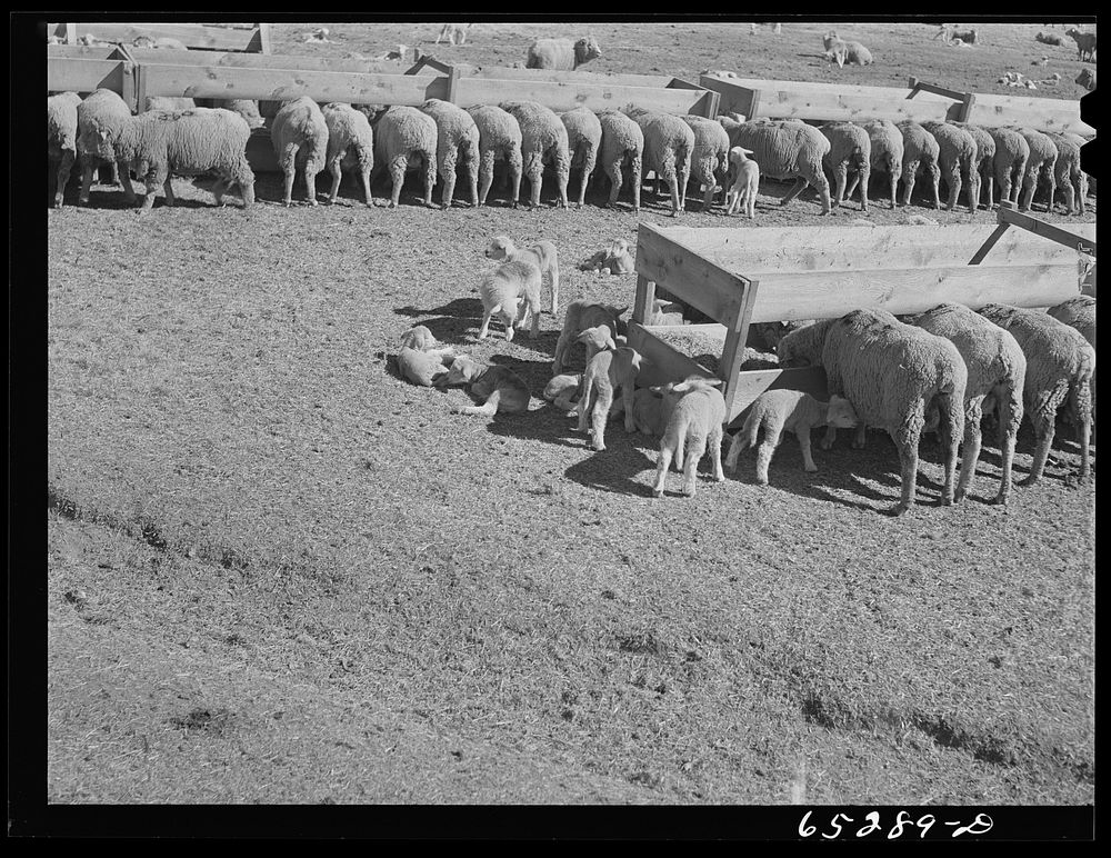 [Untitled photo, possibly related to: Ravalli County, Montana. Ewes and lambs]. Sourced from the Library of Congress.
