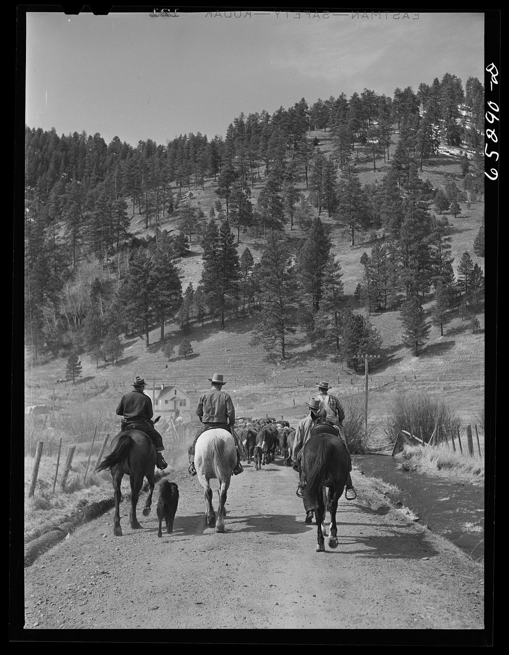 Bitterroot Valley, Ravalli County, Montana. Driving cattle into corral for branding and dehorning. Sourced from the Library…