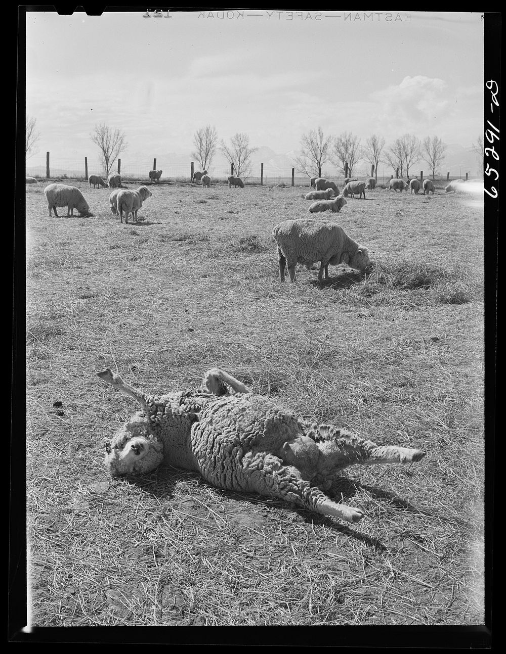 Ravalli County, Montana. Ewe giving birth to lamb. Sourced from the Library of Congress.