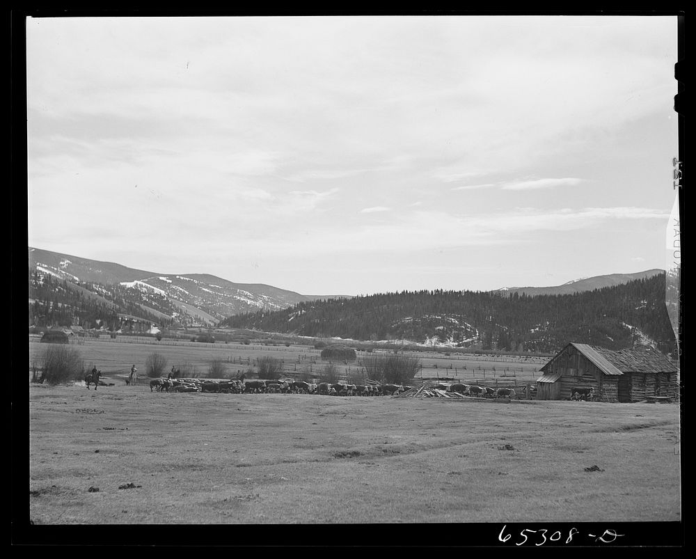 [Untitled photo, possibly related to: Bitterroot Valley, Ravalli County, Montana. Driving in cattle for branding and…