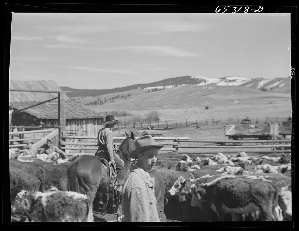 [Untitled photo, possibly related to: Bitterroot Valley, Ravalli County, Montana. Cowboy]. Sourced from the Library of…