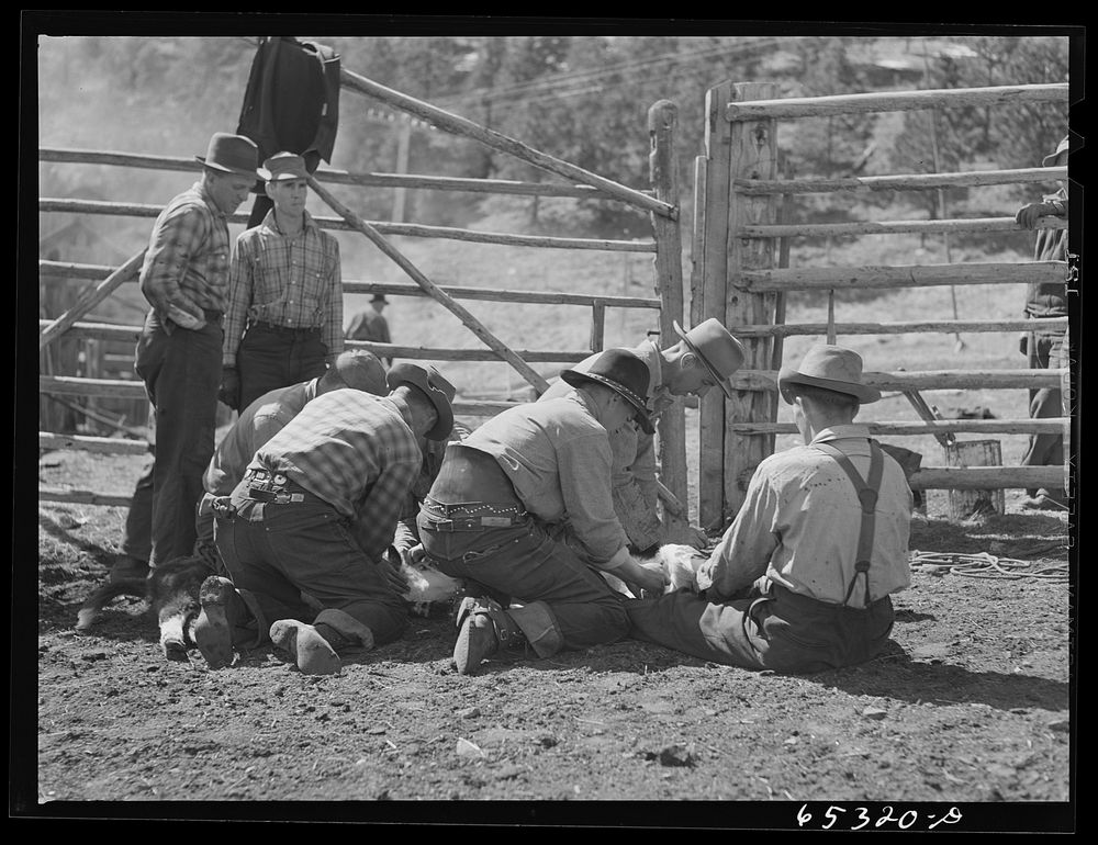 [Untitled photo, possibly related to: Bitterroot Valley, Ravalli County, Montana. Preparing to castrate a bull]. Sourced…