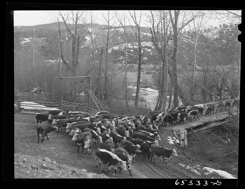 Bitterroot Valley, Montana. Driving cattle into corral for branding and dehorning. Sourced from the Library of Congress.