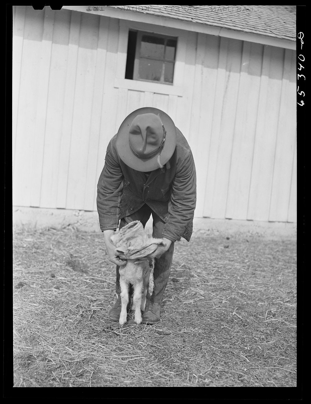 [Untitled photo, possibly related to: Ravalli County, Montana. Putting hide of a lamb that died over the new lamb during…