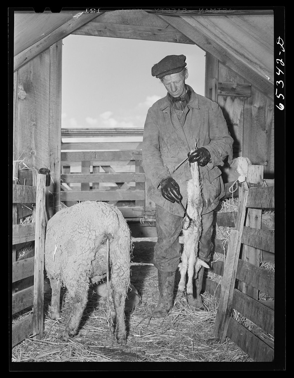 Ravalli County, Montana. Putting iodine on naval of newborn lamb. Sourced from the Library of Congress.