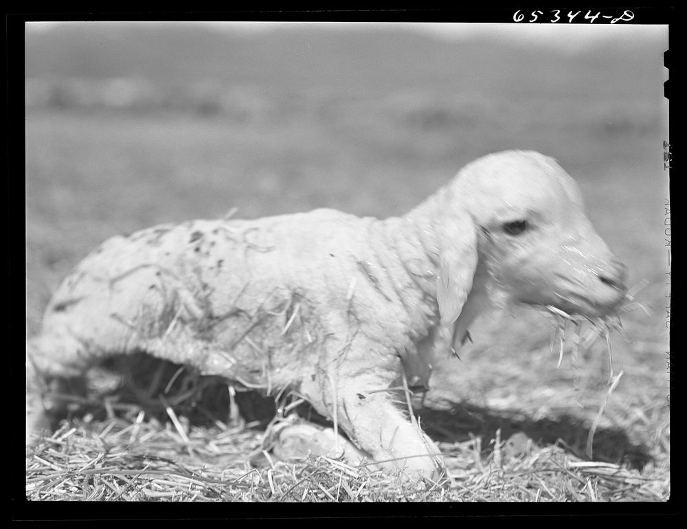 [Untitled photo, possibly related to: Ravalli County, Montana. New lamb a few minutes after birth, trying to get on its…