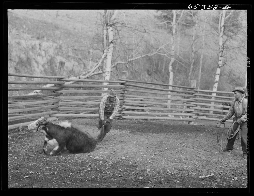 [Untitled photo, possibly related to: Bitterroot Valley, Ravalli County, Montana. Roping a bull]. Sourced from the Library…