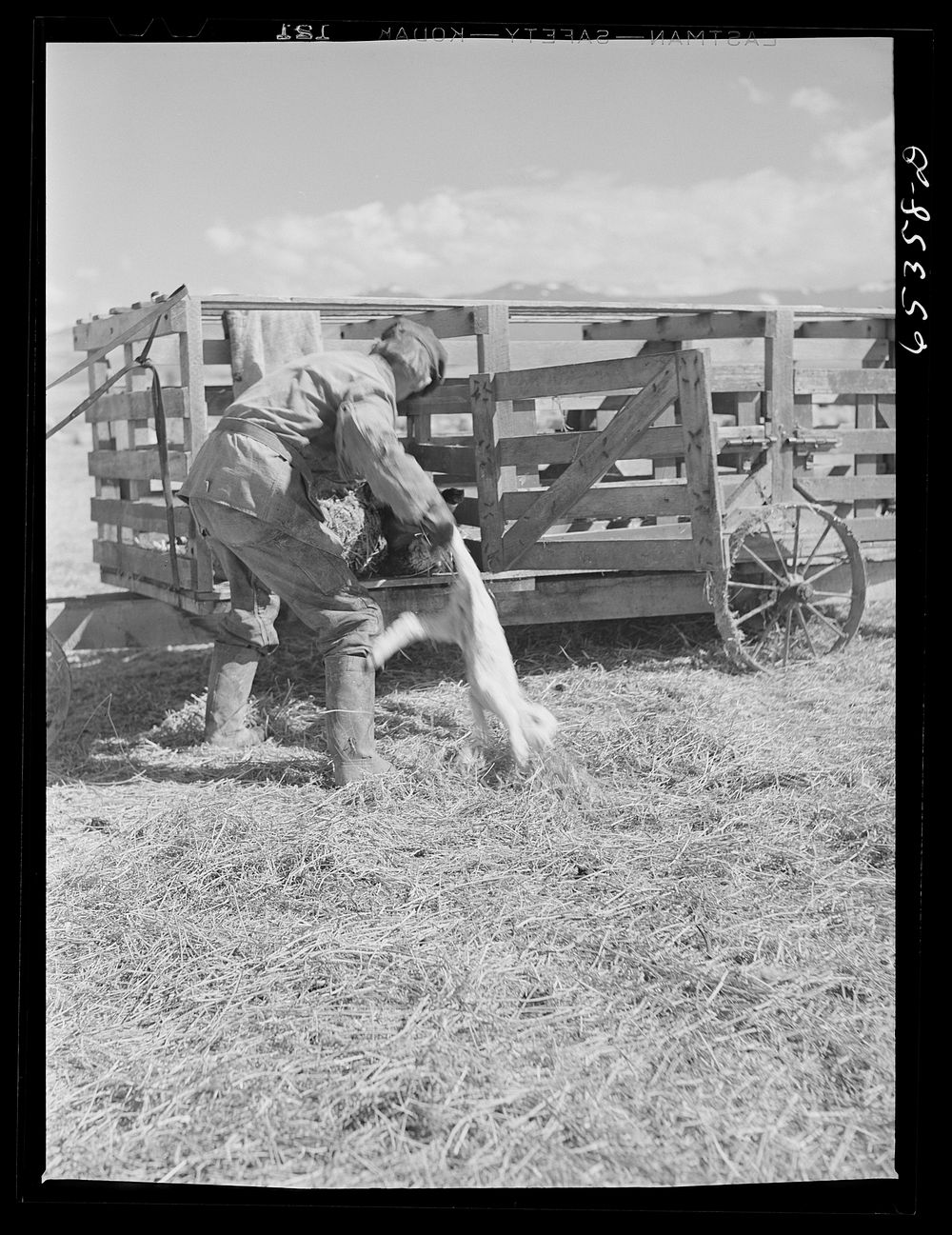 Ravalli County, Montana. Putting new lamb into the "gut wagon". Sourced from the Library of Congress.