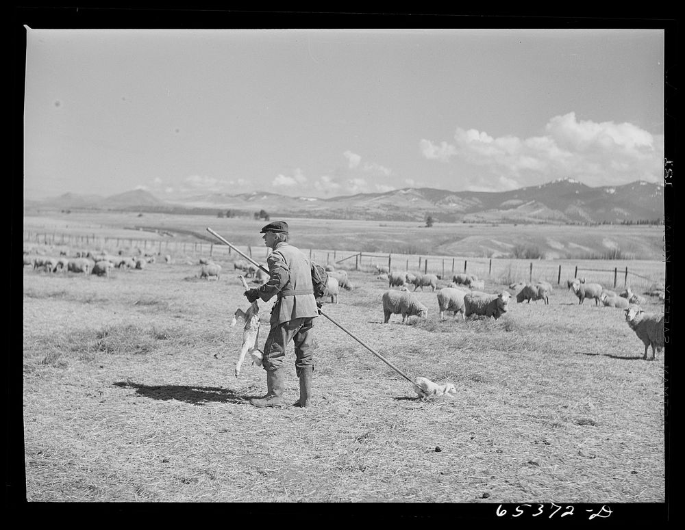 Ravalli County, Montana. Bringing newborn twin lambs to the lambing tents. Sourced from the Library of Congress.