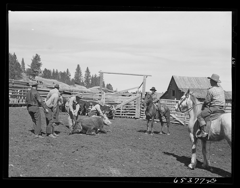 Bitterroot Valley, Ravalli County, Montana. Preparing to castrate a bull. Sourced from the Library of Congress.
