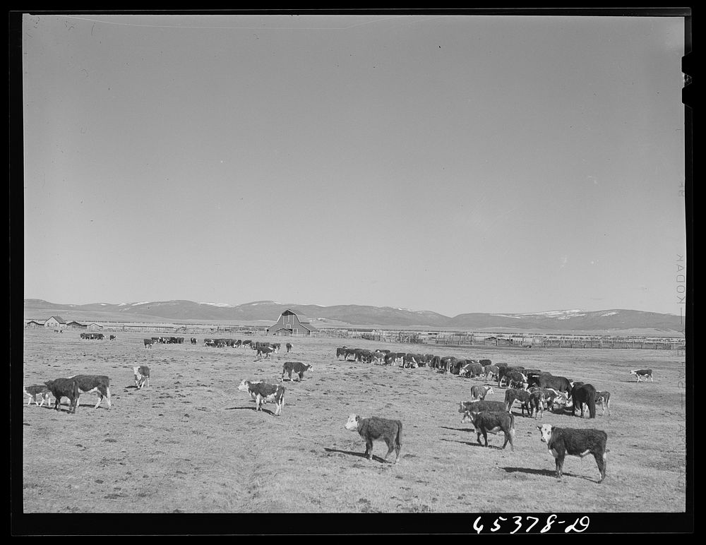Beaverhead County, Montana. Cattle feeding on ranch in the Big Hole Basin. Sourced from the Library of Congress.