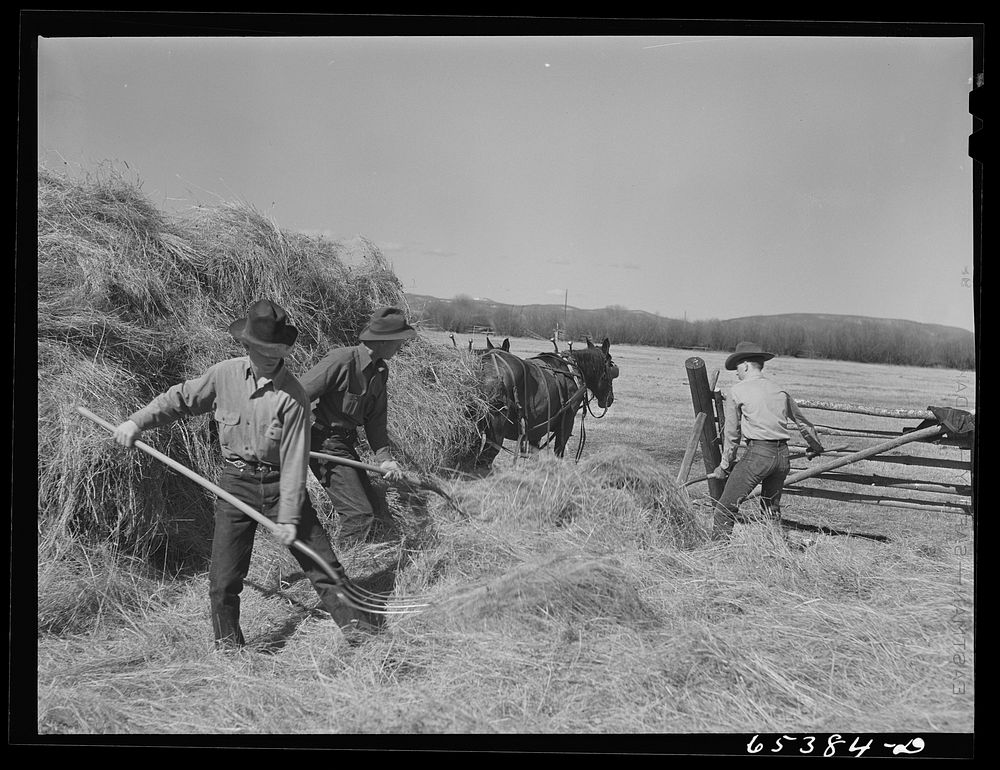 Beaverhead County, Montana. Loading hay wagon to feed cattle. Spokane Ranch, Big Hole Basin. Sourced from the Library of…