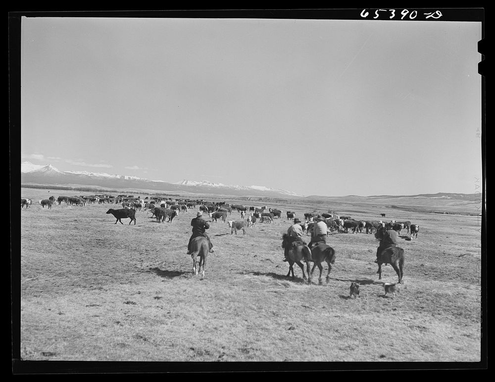 Beaverhead County, Montana. Hired hands riding back to ranch after spreading a load of hay for cattle. Spokane Ranch.…