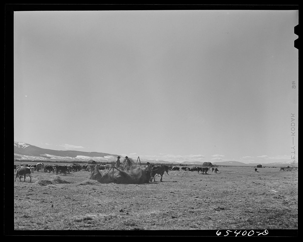 [Untitled photo, possibly related to: Beaverhead County, Montana. Feeding cattle. Spokane Ranch, Big Hole Basin]. Sourced…
