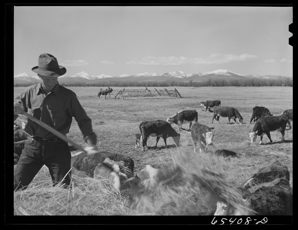 [Untitled photo, possibly related to: Beaverhead County, Montana. Feeding cattle. Spokane Ranch, Big Hole Basin]. Sourced…