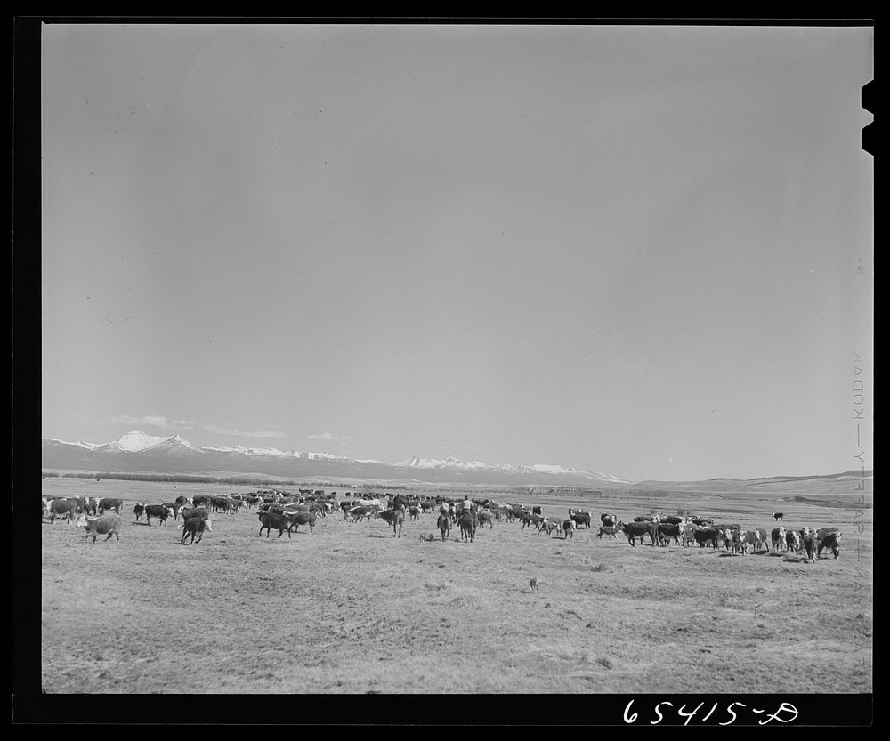 [Untitled photo, possibly related to: Beaverhead County, Montana. Cattle feeding on ranch in the Big Hole Basin]. Sourced…