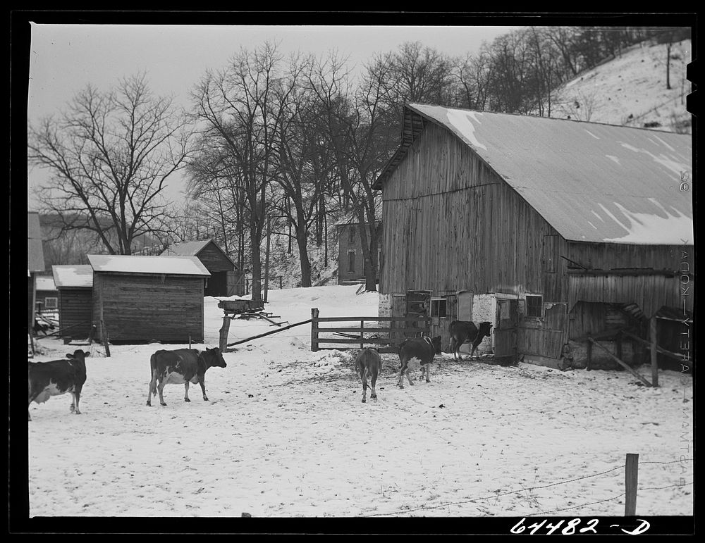Richland County, Wisconsin. Dairy farm. Sourced from the Library of Congress.