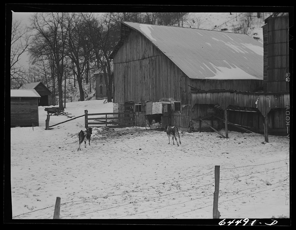 [Untitled photo, possibly related to: Richland County, Wisconsin. Dairy farm]. Sourced from the Library of Congress.