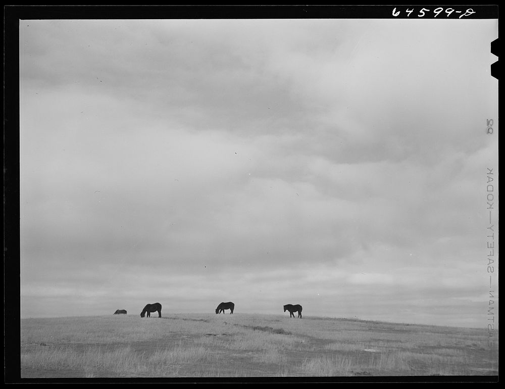 Ziebach County, South Dakota. Horses grazing. Sourced from the Library of Congress.