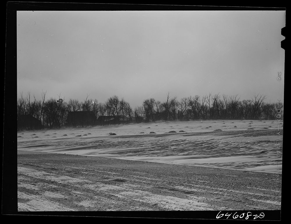 McLeod County, Minnesota. Snow blowing and drifting around a farm with a shelter belt. Sourced from the Library of Congress.
