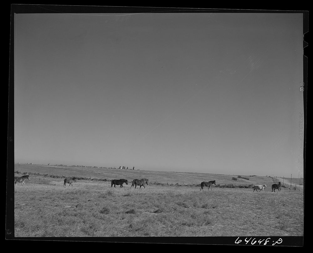 Cressbard, South Dakota. Horses going for water (in background). Sourced from the Library of Congress.
