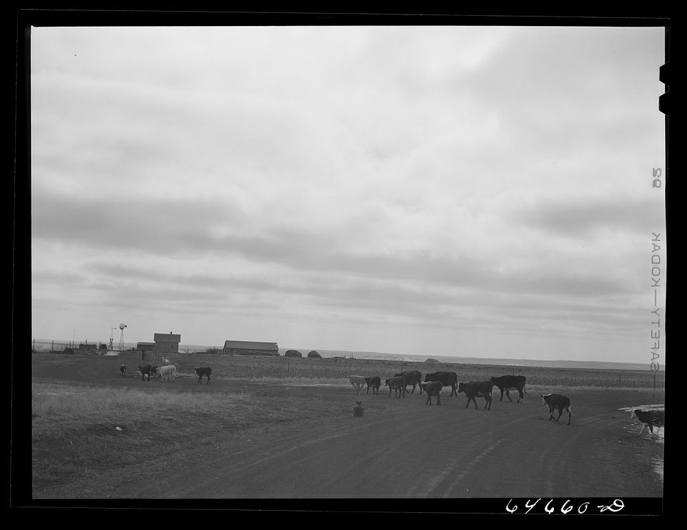 Ziebach County, South Dakota. Cows going home. Sourced from the Library of Congress.