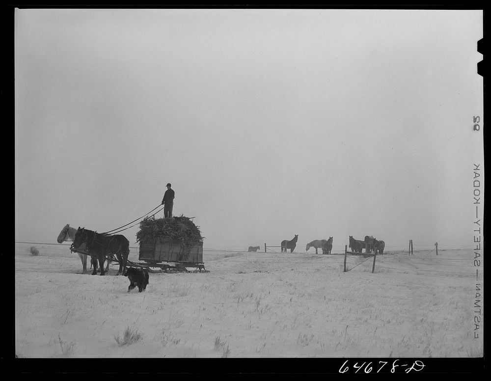 Morton County, North Dakota. Hauling feed. Sourced from the Library of Congress.