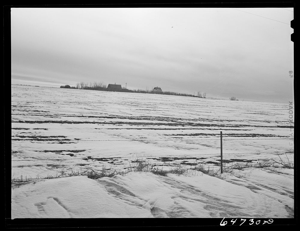 Divide County, North Dakota. Farm with shelter belt. Sourced from the Library of Congress.