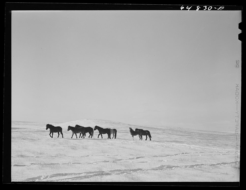 Adams County, North Dakota. Horse grazing country. Sourced from the Library of Congress.