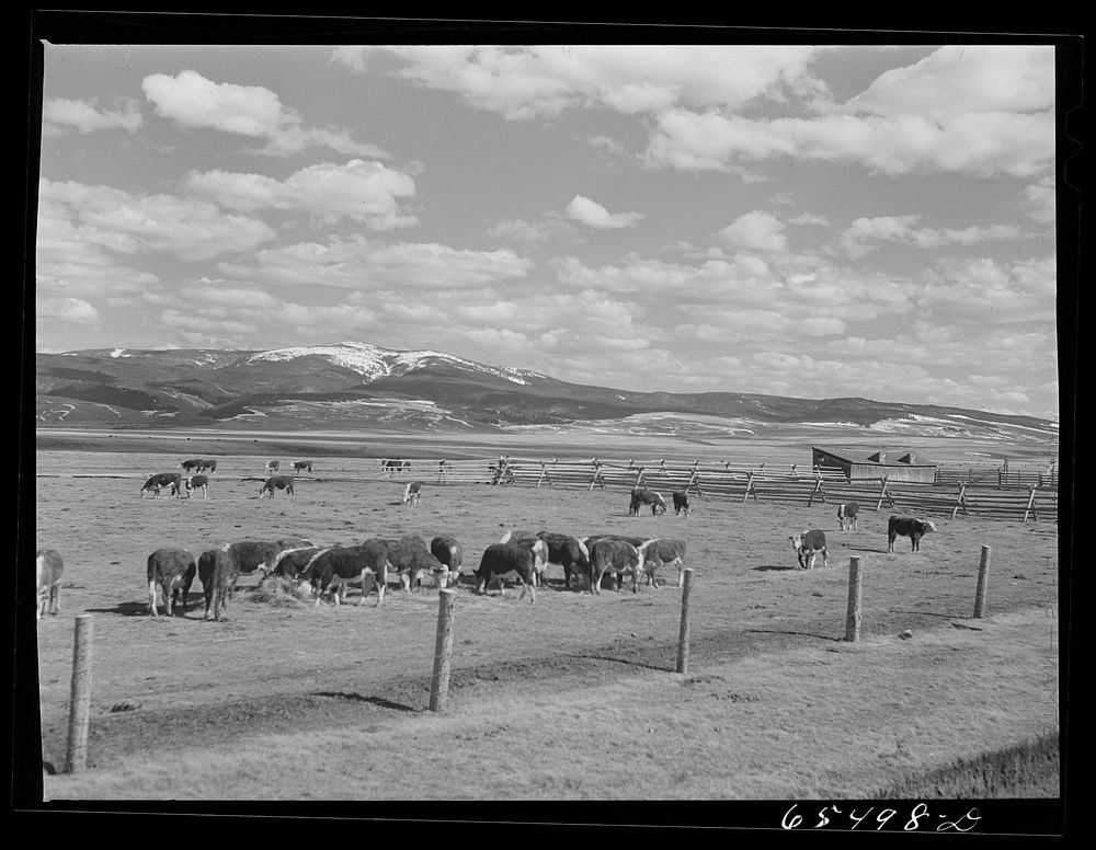 Beaverhead County, Montana. Cattle feeding on the Spokane Ranch. Sourced from the Library of Congress.