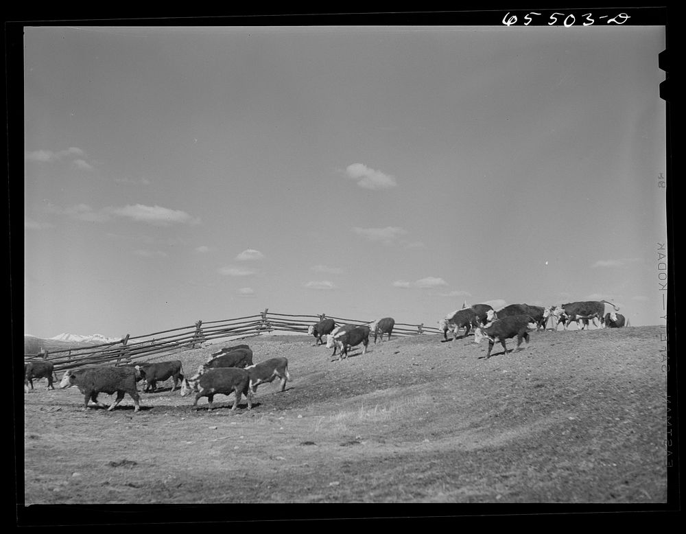 [Untitled photo, possibly related to: Wisdom, Montana. Cattle in stockyards. They will be driven, starting at about…