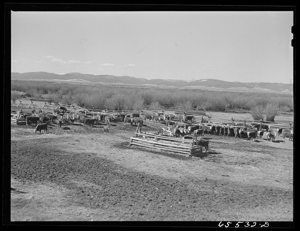 [Untitled photo, possibly related to: Wisdom, Montana. Cattle in stockyards. They will be driven, starting at about…