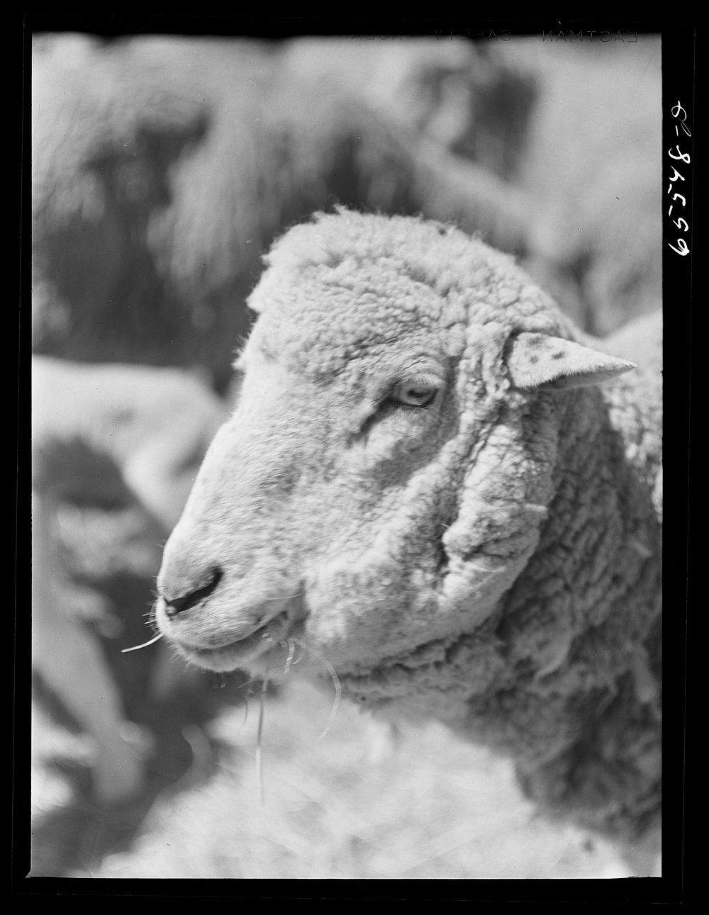 Beaverhead County, Montana. Sheep. Sourced from the Library of Congress.