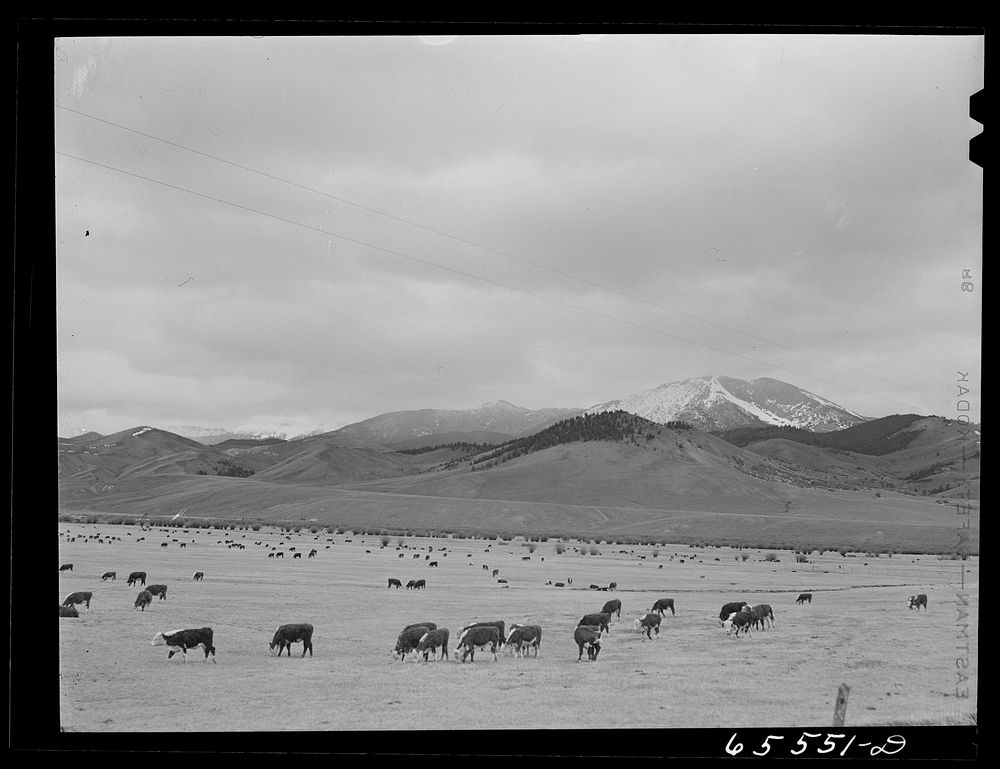 Big Hole Basin, Beaverhead County, Montana. Cattle feeding. Sourced from the Library of Congress.