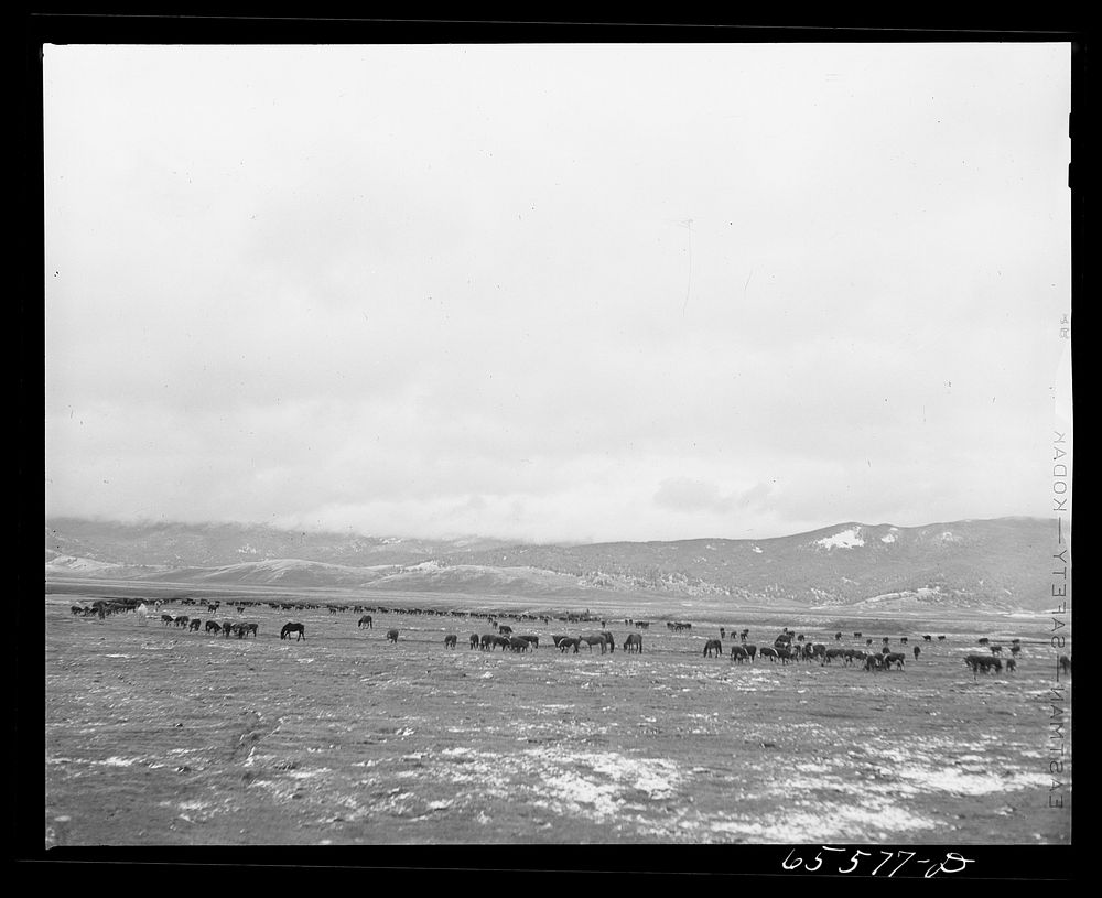 [Untitled photo, possibly related to: Beaverhead County, Montana. Cattle feeding on the Bar B Ranch in the Big Hole Basin].…