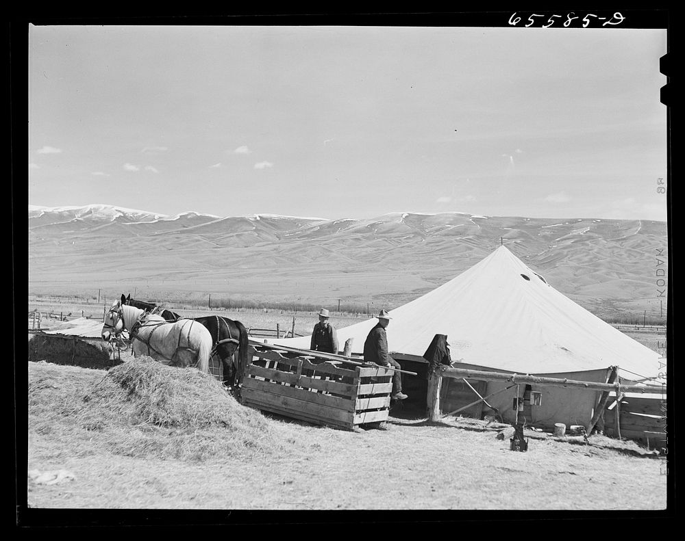 Beaverhead County, Montana. Lambing tent and "gut wagon" during lambing season on a sheep farm. Sourced from the Library of…